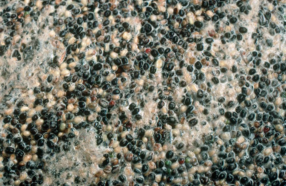 Fermenting coffee beans in a fermentation chamber in Kenya,