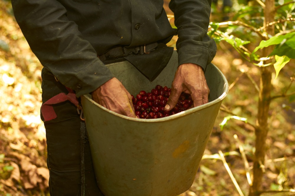 A producer harvests red cherries in a bucket at La Palma y El Tucan