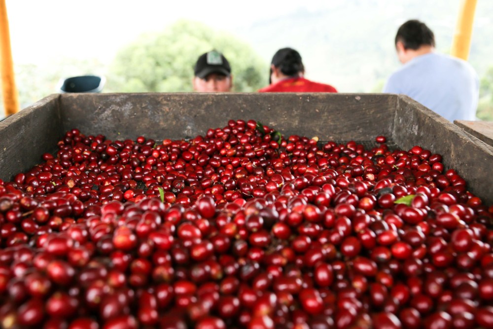 Cafés colombianos da Finca La Granja Esperanza em tanque para fermentação