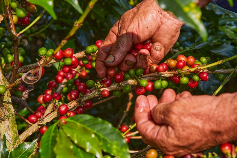 Mãos de um trabalhador colhendo cerejas de café