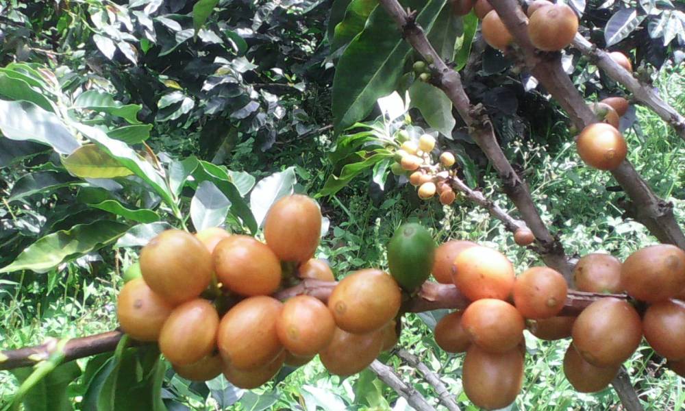 Frutos de café en maduración