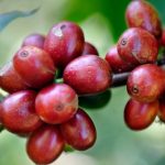 Producción orgánica: ¿la verdadera diferenciación de calidad en el café?