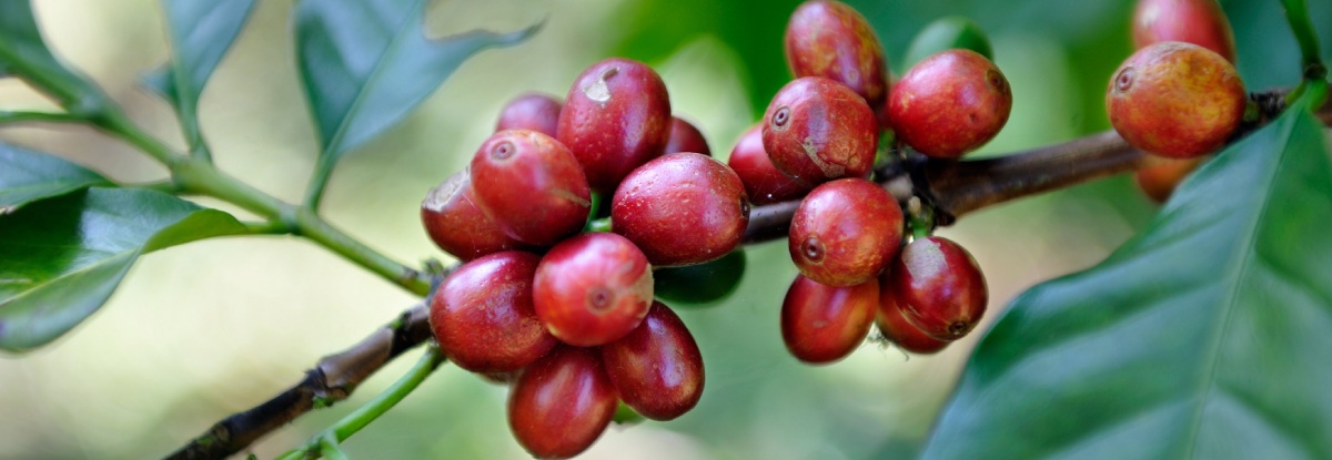 Producción orgánica: ¿la verdadera diferenciación de calidad en el café?