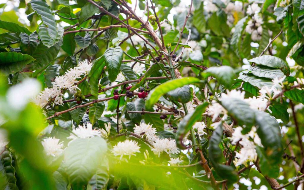 Coffee blossoms and leaves used in coffee seltzer.