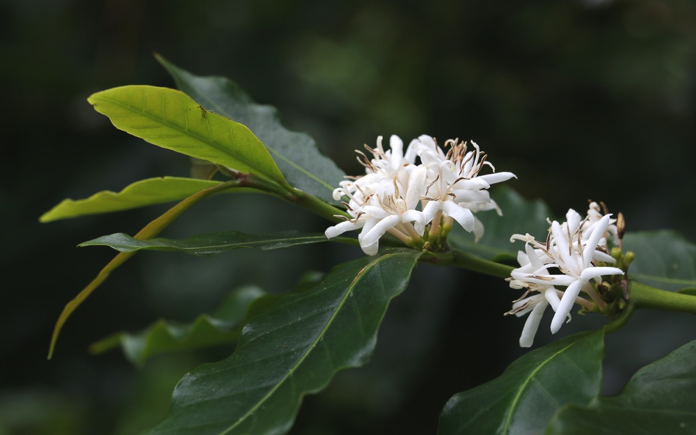 White flowers on a coffee plant.