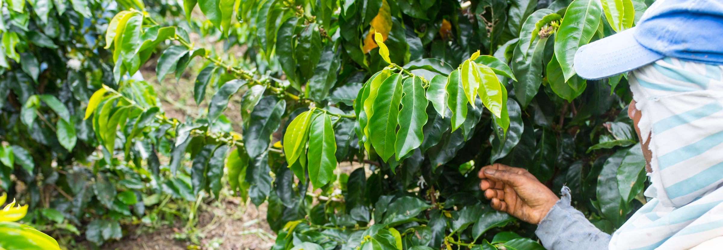 A farmer inspects coffee leaves used in coffee seltzer.