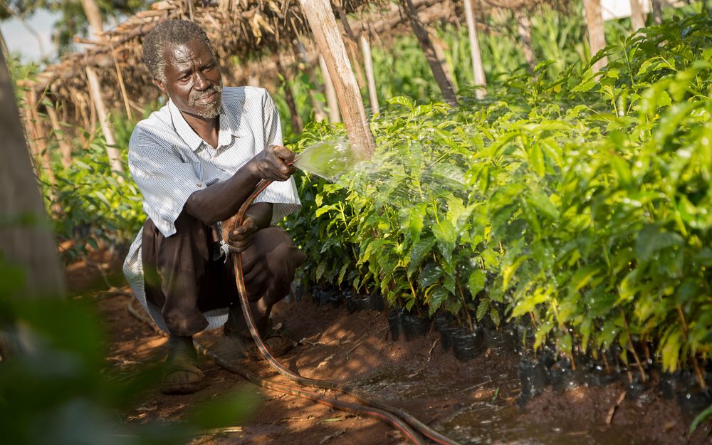 A farmer waters coffee seedlings in a nursery.