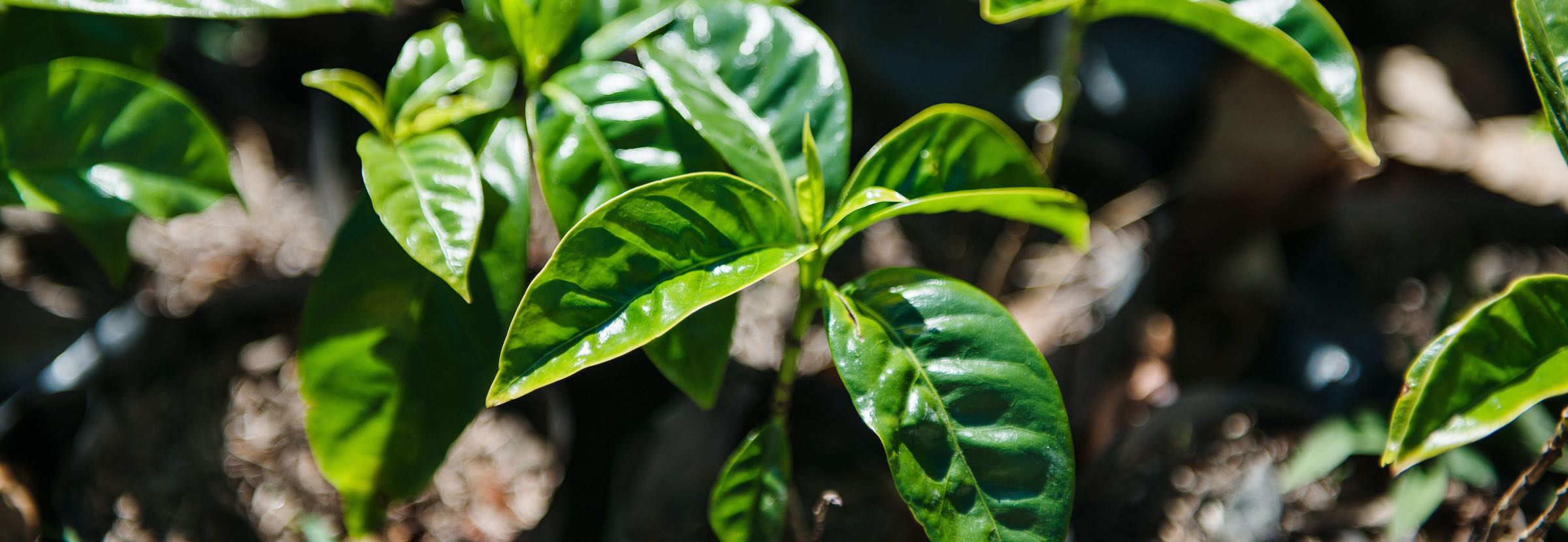 Young coffee seedlings growing in soil for coffee.