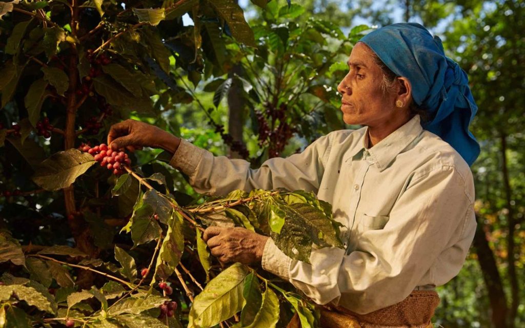 A farm worker harvests specialty coffee cherries in India.