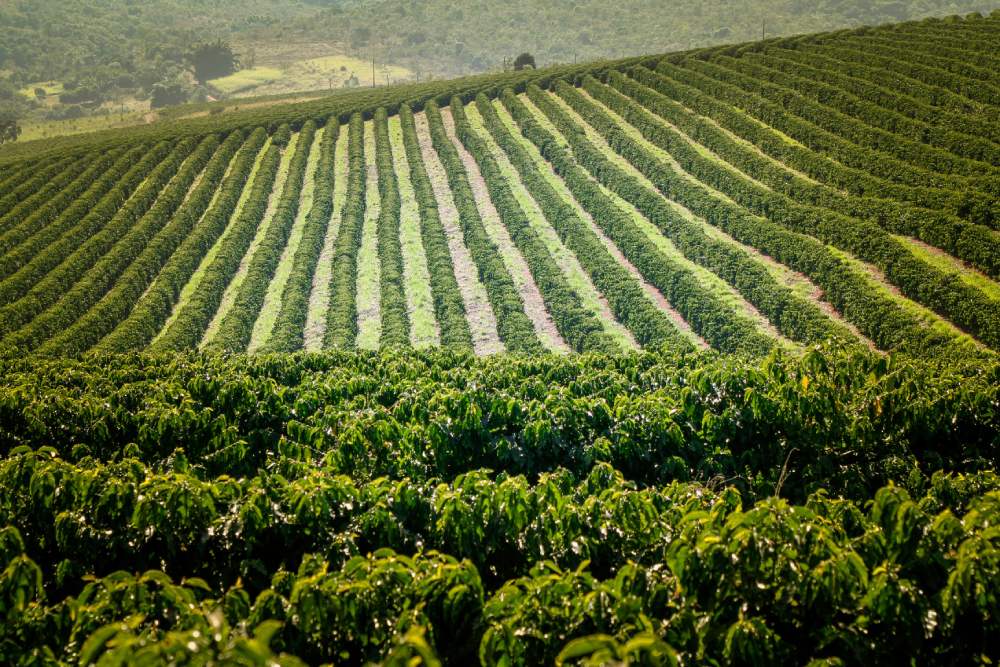 A coffee farm in Brazil