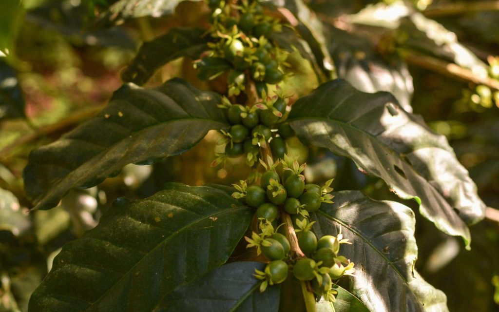 Ramo de cafeeiro com os frutos ainda verdes