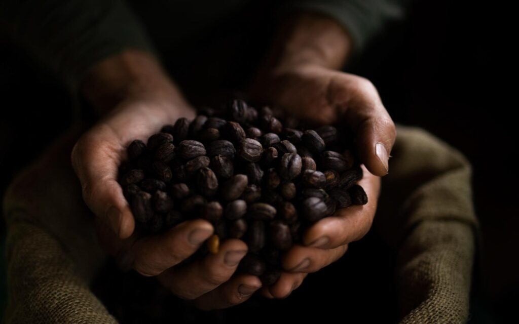 Mãos segurando uma grande porção de grãos de café torrados