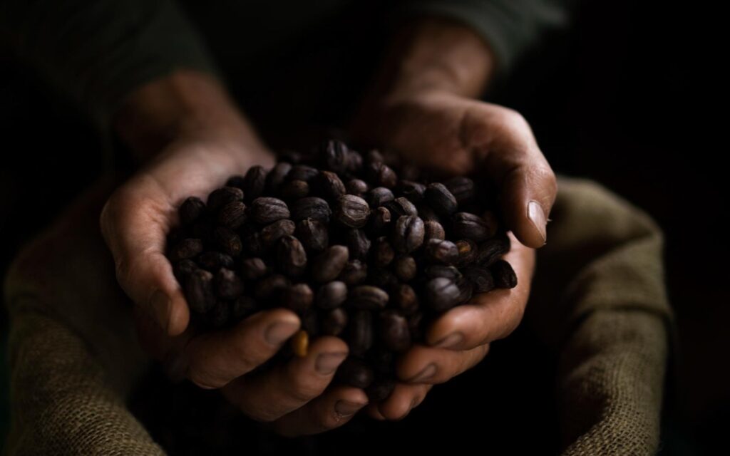 Mãos segurando uma grande porção de grãos de café torrados