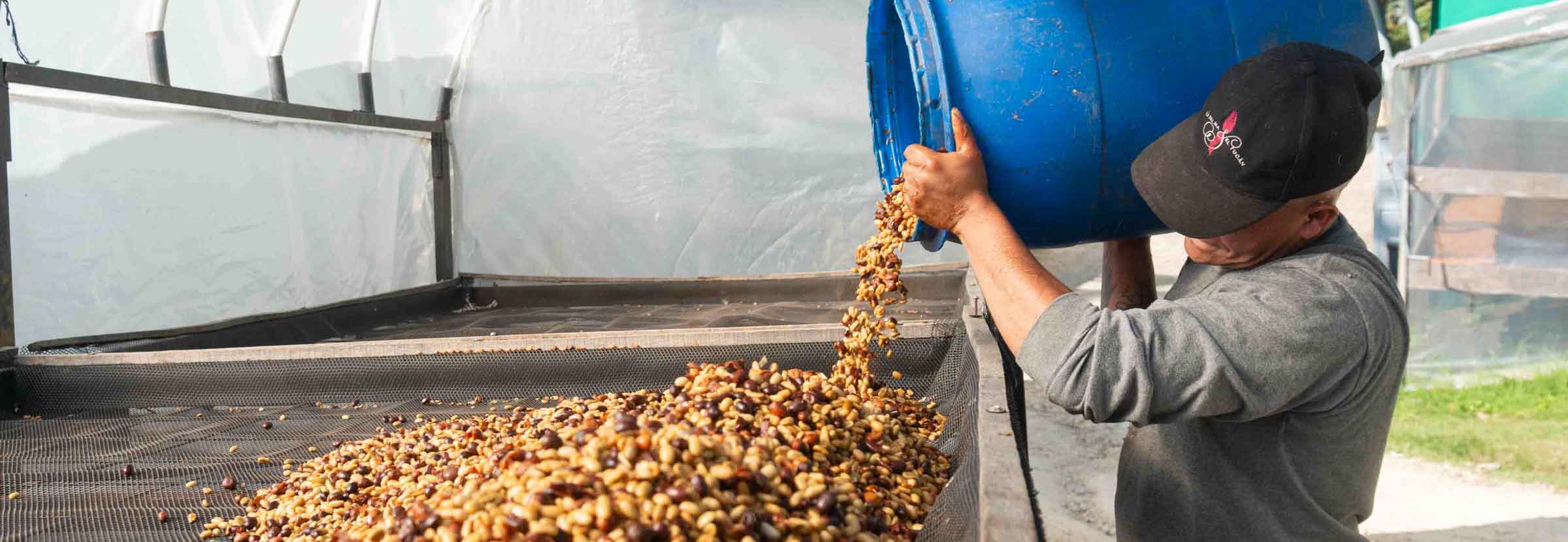 Produtor levando um lote de café de fermentação lática para secar em terreiro suspenso