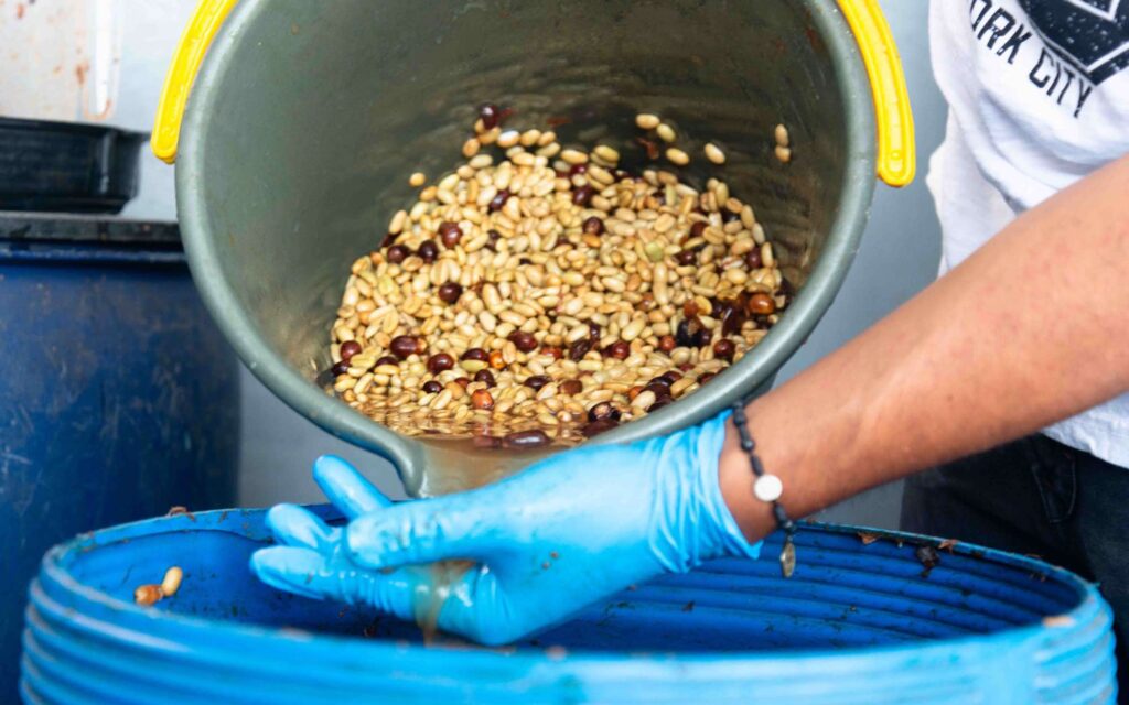 Profissional acompanhando o desenvolvimento da fermentação lática de um lote de cafés