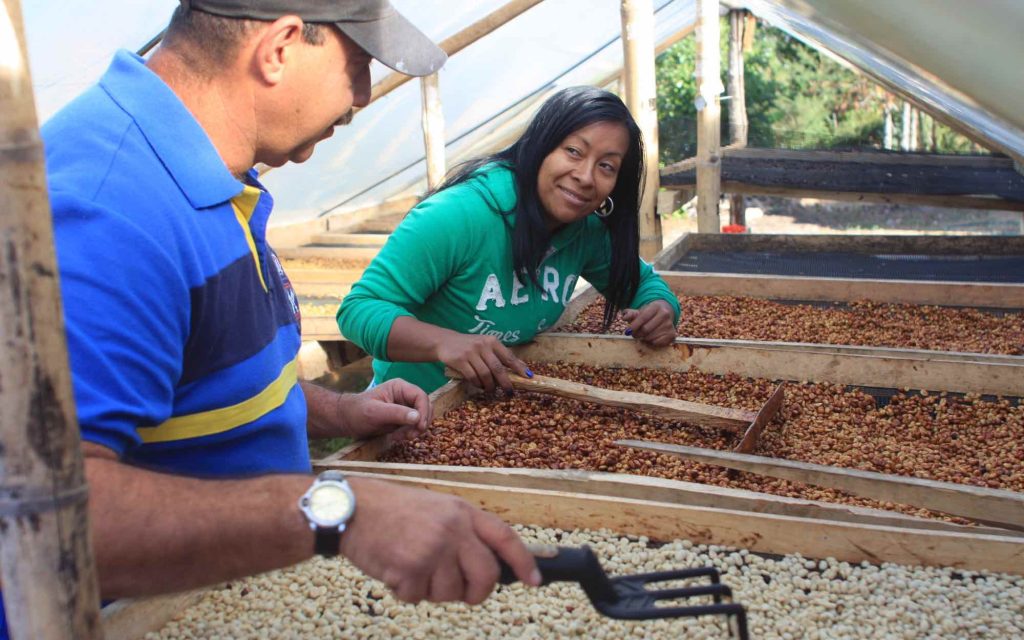 Farmers inspect a type of rare coffee in South America.