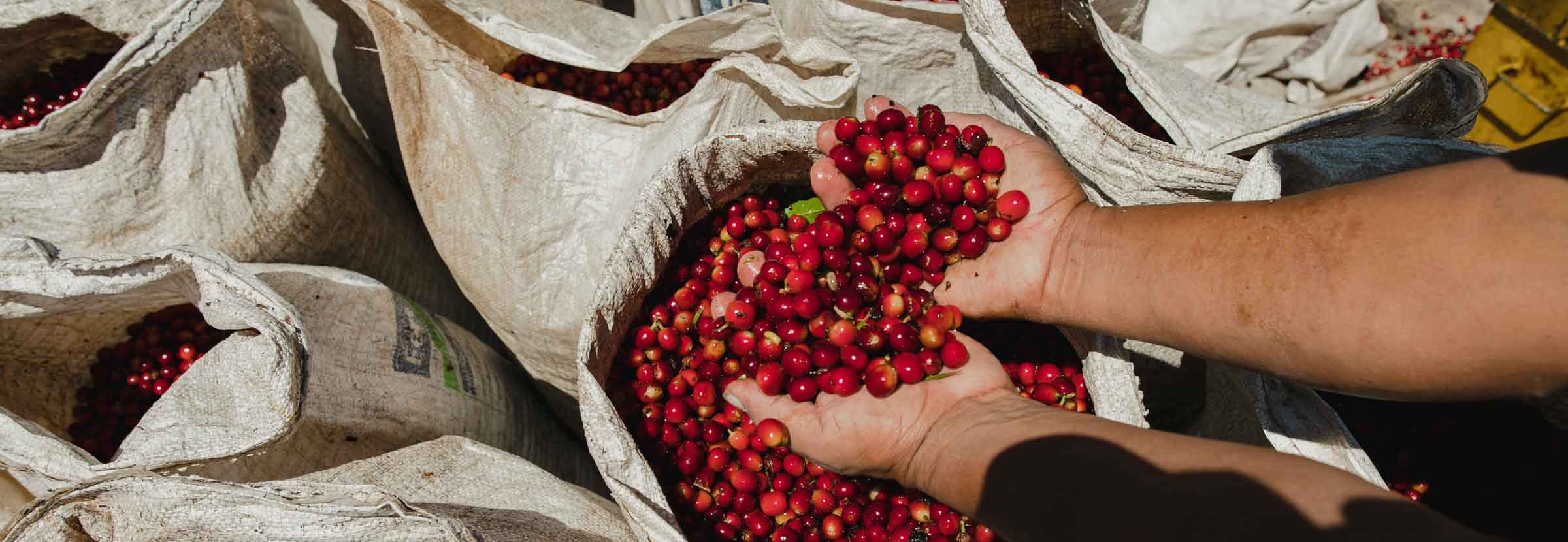 A farmer sorts rare coffee on a coffee farm.