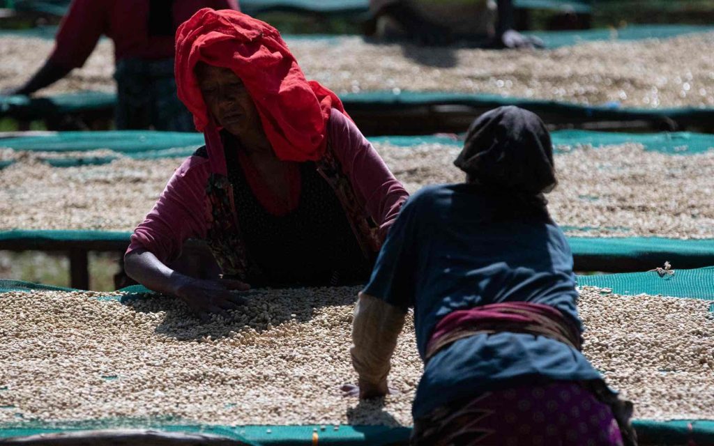 Trabalhadoras revolvendo grãos de café em terreiro suspenso