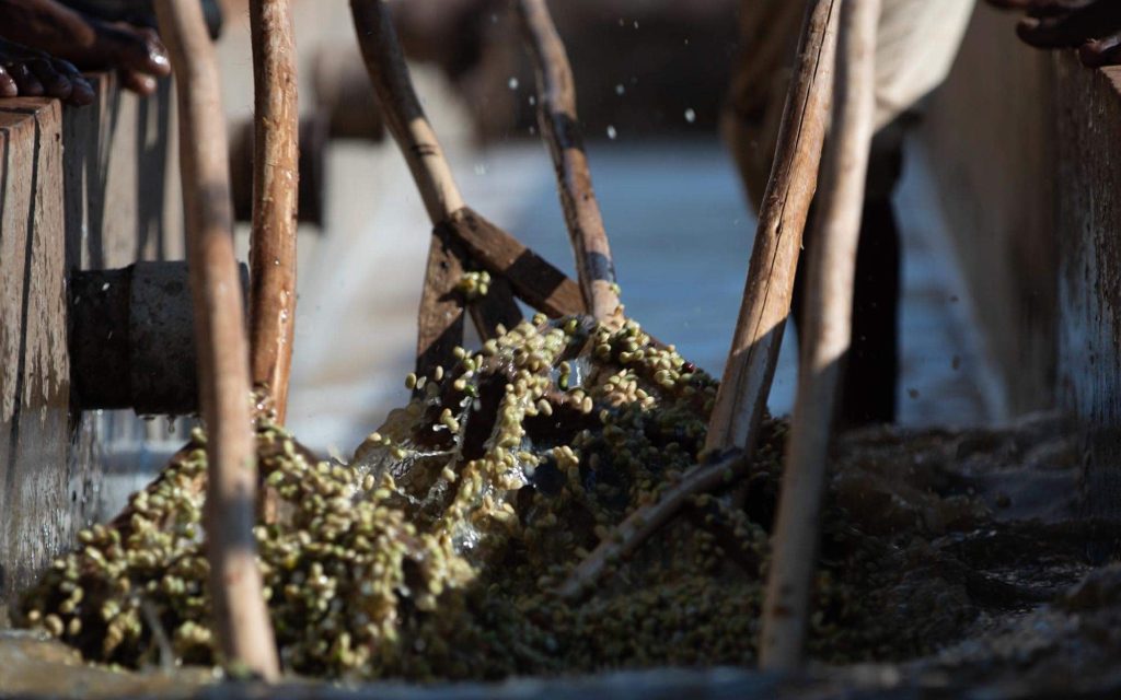 Cafés fermentando. Métodos experimentais são uma boa maneira para se destacar