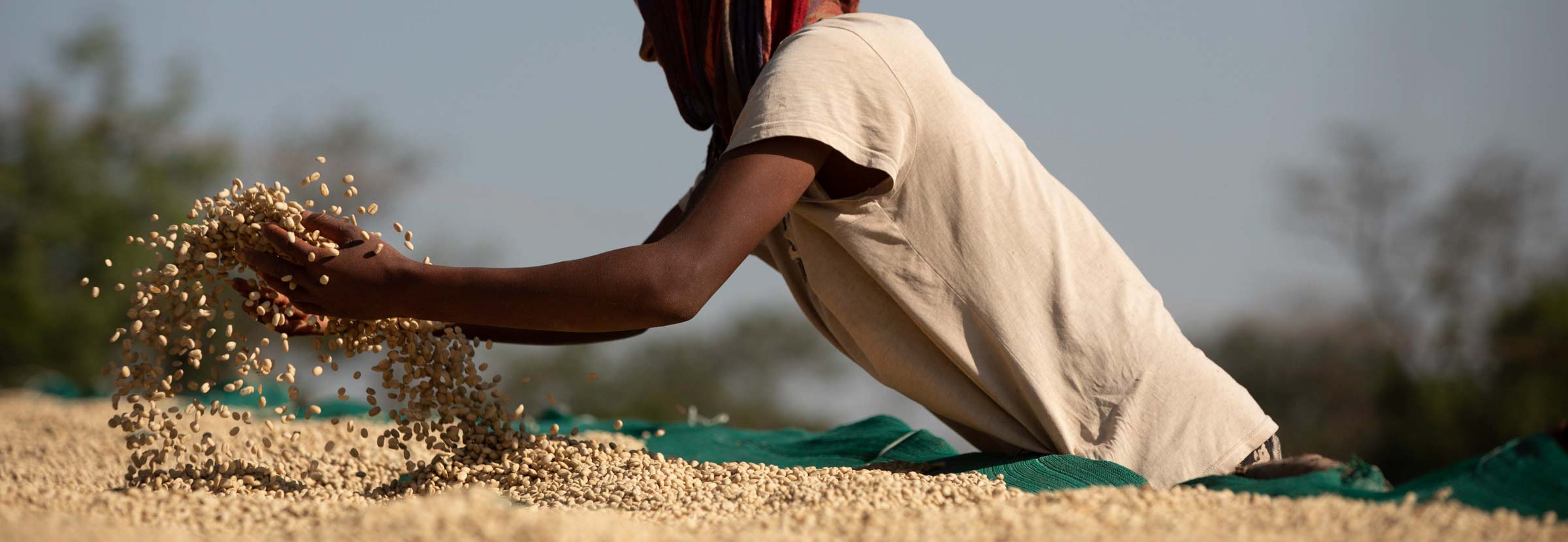 Métodos experimentais de processamento são uma das formas de fazer seu café se destacar