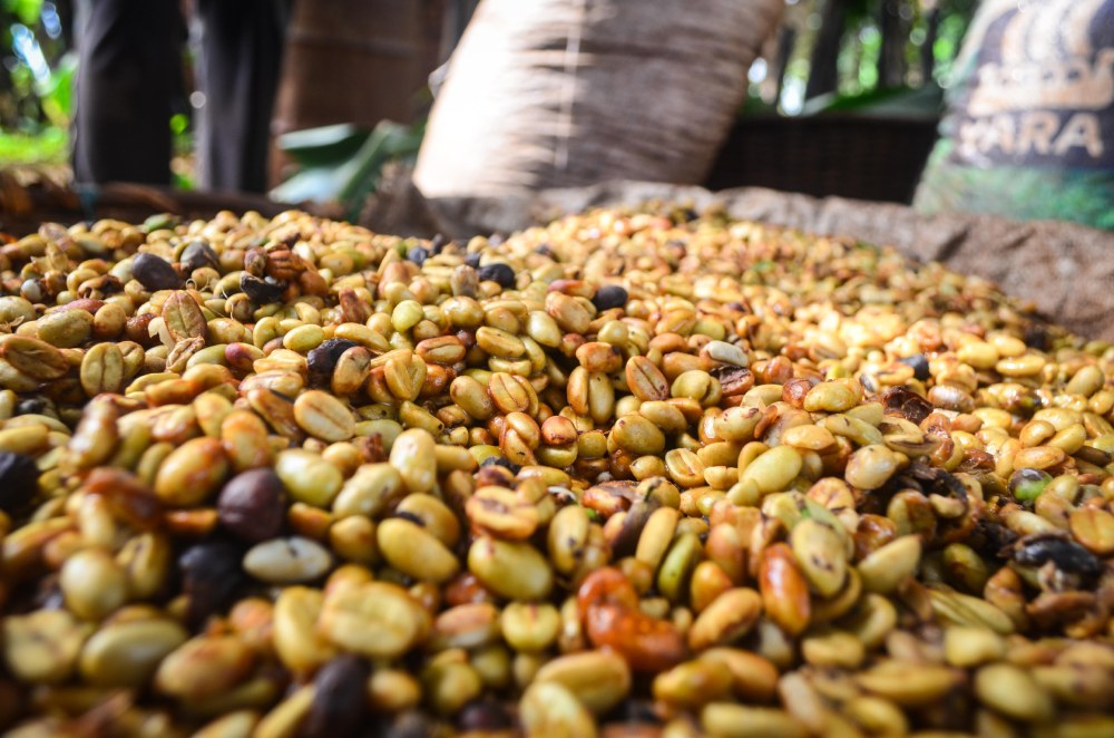 Parchment coffee in a sack.