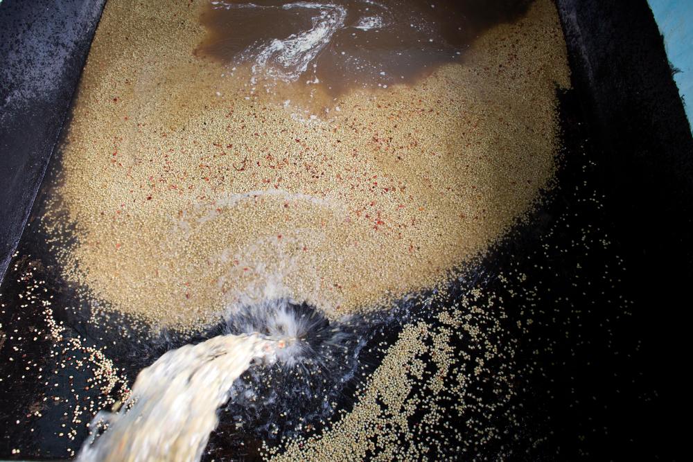 Parchment coffee being washed at a processing facility.