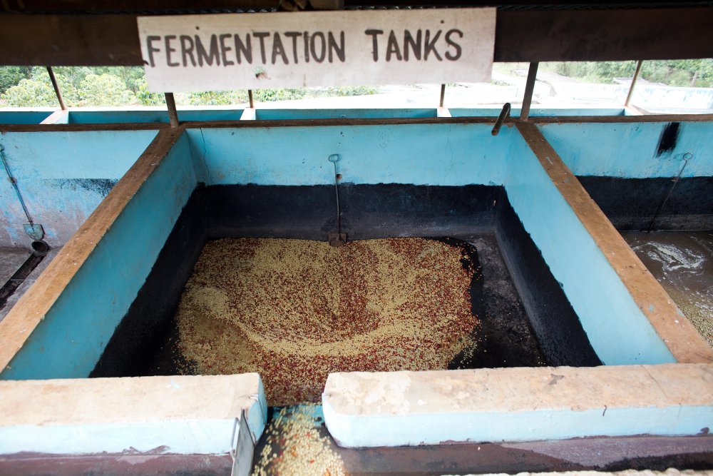 Green coffee in fermentation tanks in Kenya.