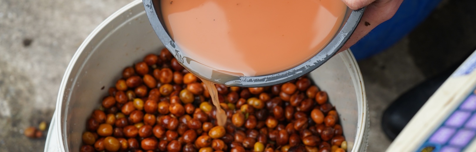 A producer adds mosto juice to red coffee cherries.