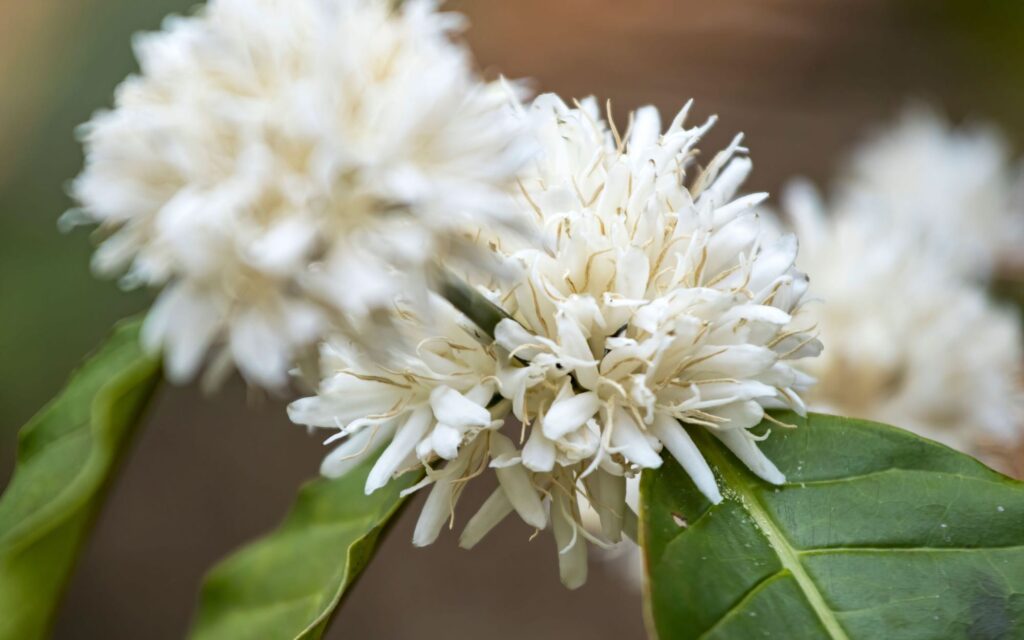 White coffee blossoms on a coffee tree on a farm.