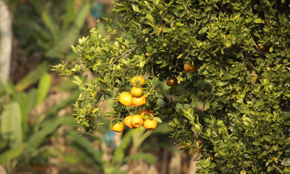 Cerezas de café