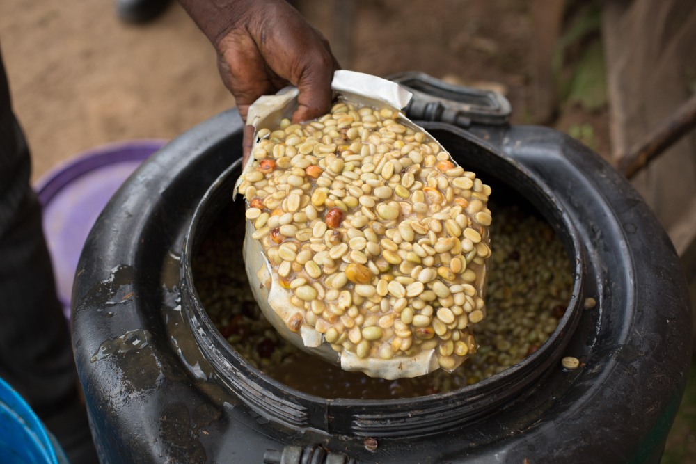 A producer scoops out parchment coffee from a fermentation tank.