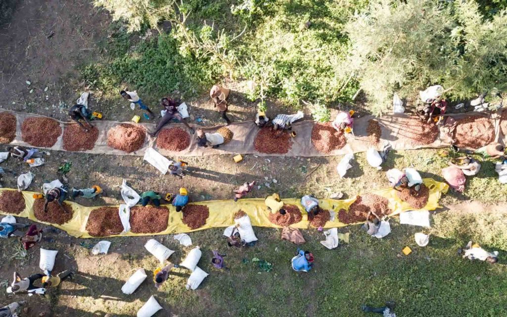 Farm workers harvest coffee on a coffee farm.