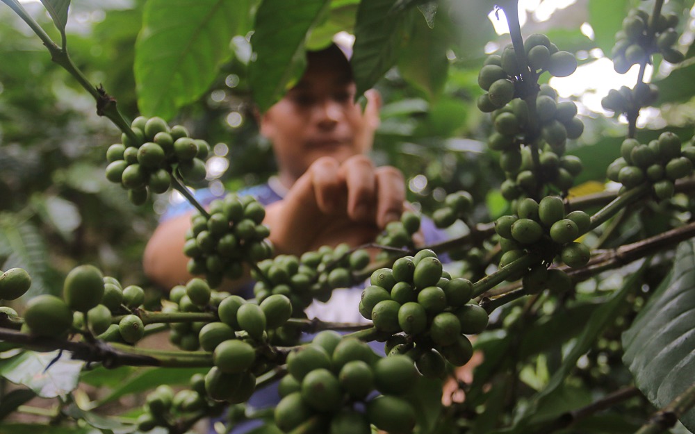 A coffee farmer inspects green cherries.