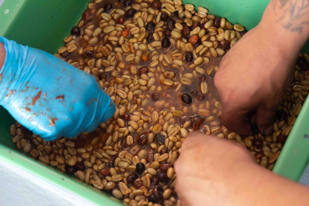 Producers at La Palma y El Tucan ferment pulped coffee.