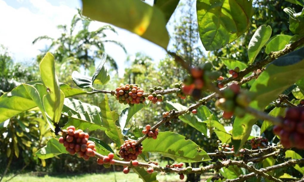 Cafetal en Costa Rica