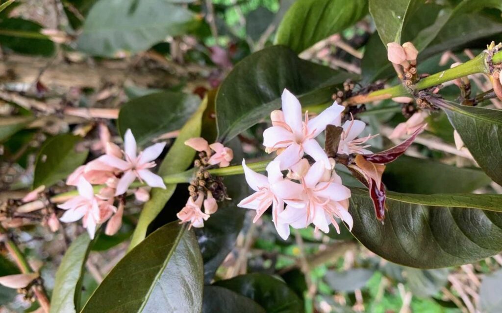 Pink coffee flowers on a tree on a coffee farm.