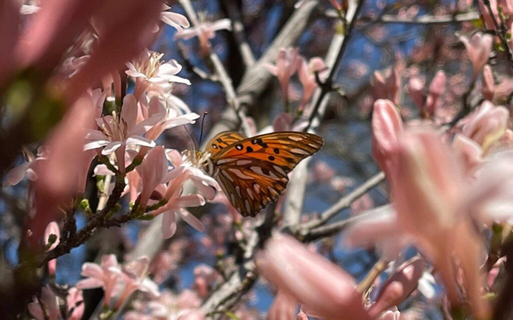 A butterfly sits among pink blossoms on a tree.