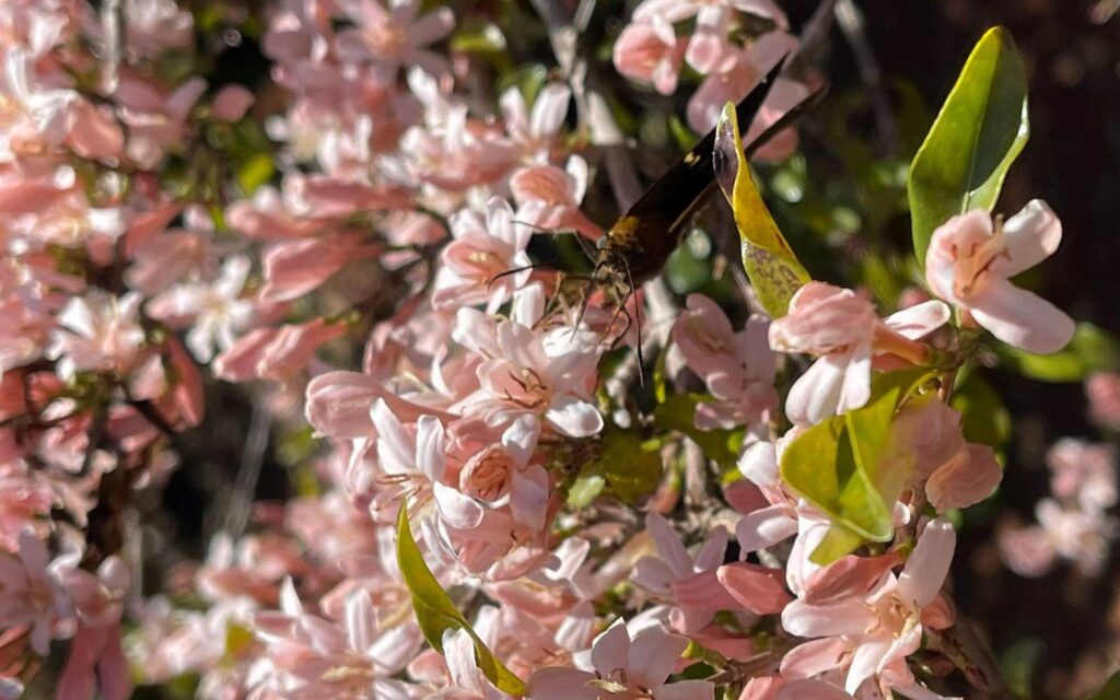 A butterfly searches for nectar among pink blossoms.