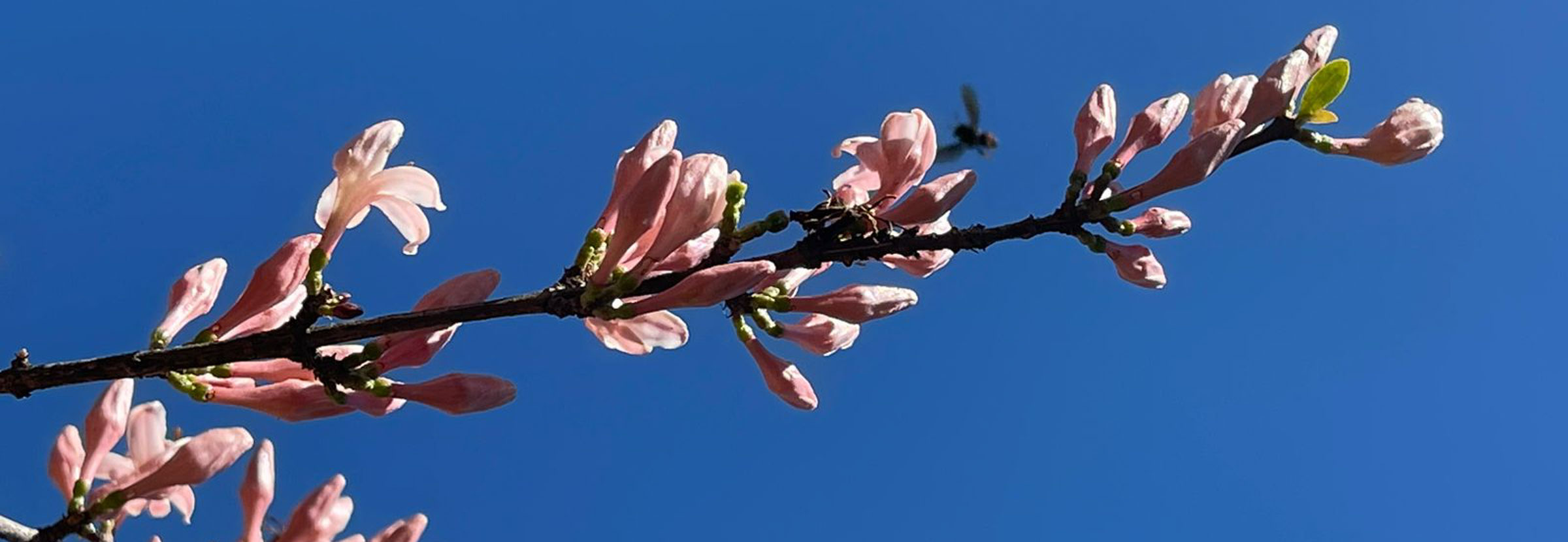 Pink coffee flowers on a coffee tree in Latin America.