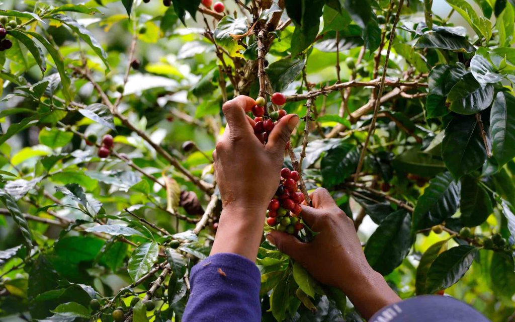 A farm worker harvests ripe fruit on a farm.