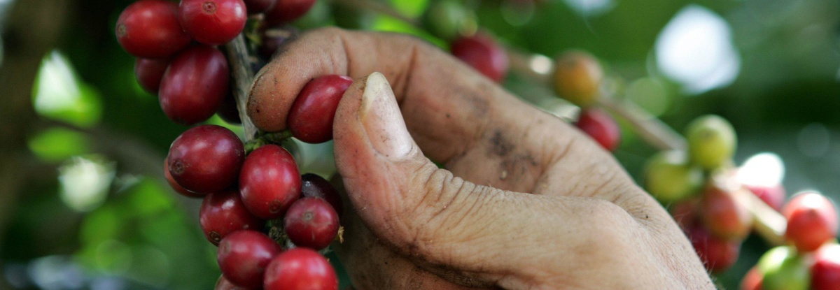 Un café puertorriqueño rompe la barrera de los 90 puntos, ¿hay futuro para su sector de café de especialidad?