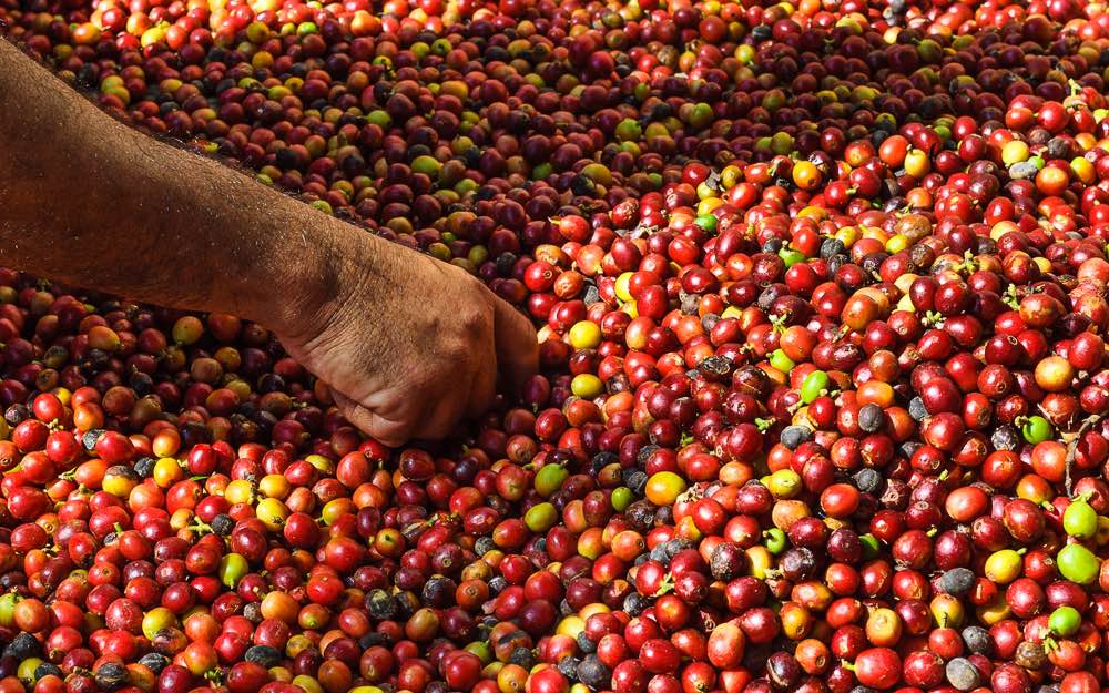 A farmer sorts ripe coffee cherries on a farm.