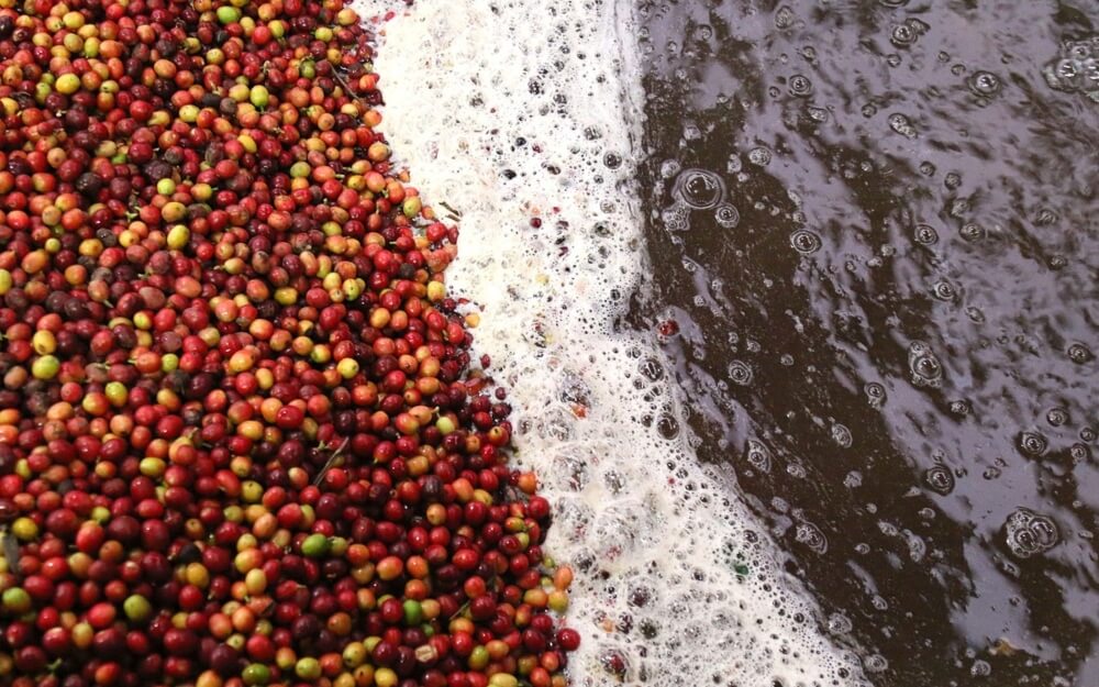 Coffee cherries being washed during the processing stage of coffee production.