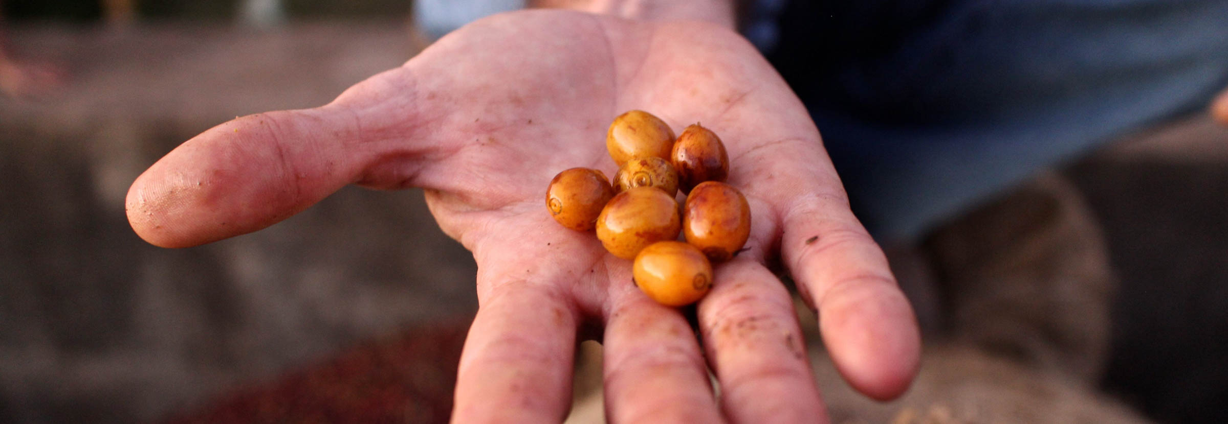 A farmer holds specialty coffee cherries in his hand on a coffee farm.