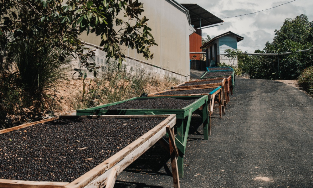 Secado de café en finca de Costa Rica