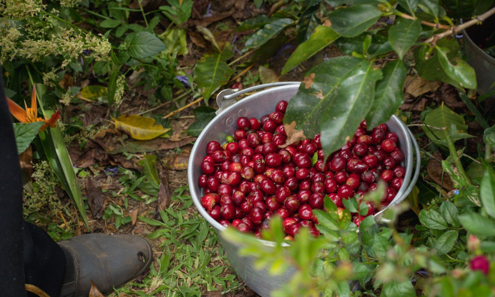 Café recién recolectado